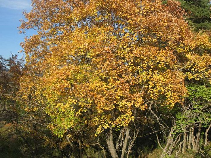 Acer granatense (2) - SUB-ENDEMISMO IBERICO